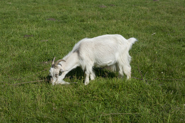 Naklejka na ściany i meble white goat on meadow