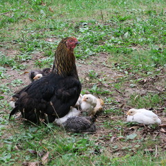 hen, chicken with their children, chicks in the garden