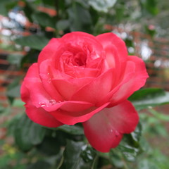 Red, pink garden rose with dew drops in the garden
