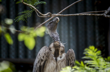Griffon Vulture
