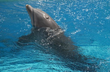 Obraz premium A dolphin swimming in a pool with its snout high up in the air