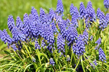 Fototapeta premium Traubenhyazinthen im Garten