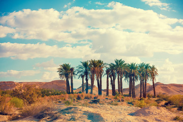 Oasis in a desert. Grove of palm trees in the desert. Wilderness