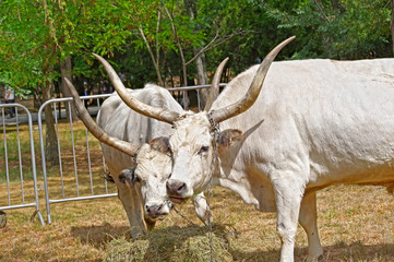 big white bulls