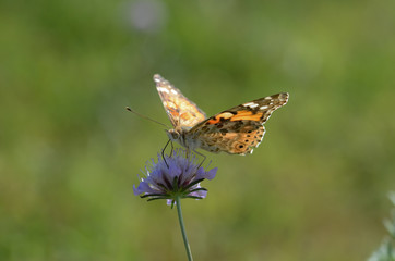 Vanesse Cardui is on a flower.
