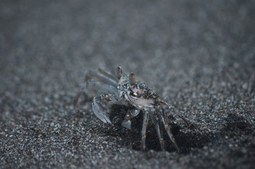 crab on the beach