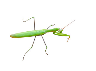 beautiful mantis on white