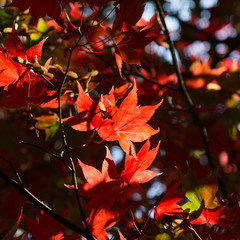 red autumn leaves