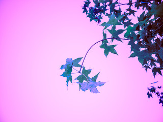 leaves on the pink background in bold colours