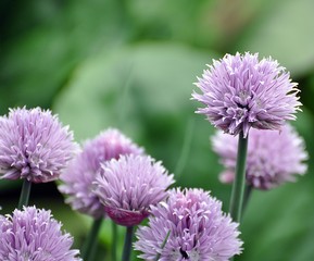 Allium