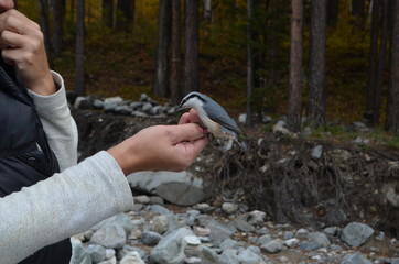 bird