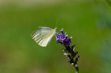  Large Cabbage White butterfly (Pieris brassicae) is  feeding on a lavender flower.