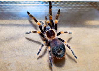 spider brachypelma smithi, age one year
