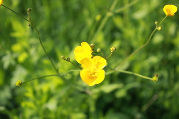 Obraz premium flowers