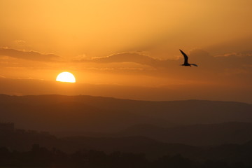 sunset with bird