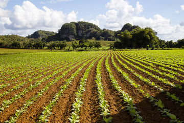 Tobacco's in Vinales