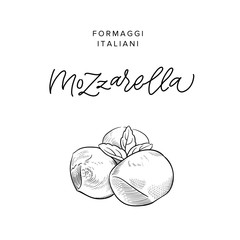 traditional Italian baby mozzarella cheese vintage engraving illustration with its name calligraphy