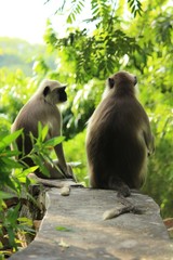 Fototapeta premium two monkeys 