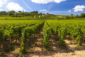 Fototapeta na wymiar vineyards in cote d'or bourgogne