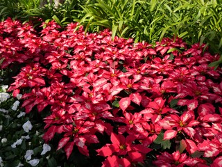 Wide shot of redpoinsettias in a garden 