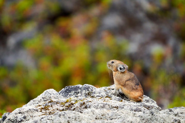 十勝岳のエゾナキウサギ

