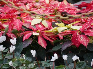 Red poinsettias in the garden with small white flowers growing in the ground