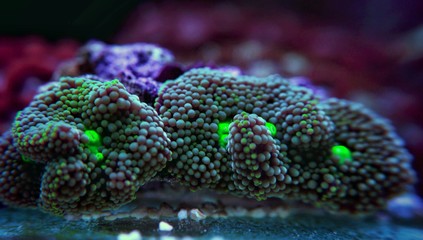 Ricordea mushroom is one of the most beautiful mushroom corals in the aquatic world   © Kolevski.V