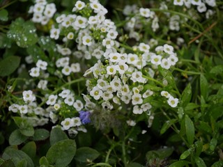 Clumps of beautiful small white flowers with yellow and green centers in a garden
