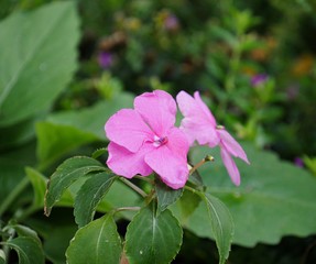 Close up of a pink rose periwinkle with blurred leaves in the background