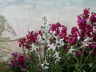 Pink and white flowers at the side of the pond in a park garden