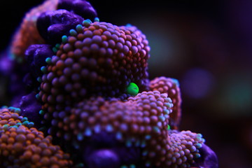 Fototapeta premium Ricordea mushroom is one of the most beautiful mushroom corals in the aquatic world 