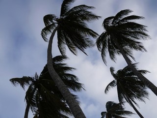 Upward shot of tall coconut trees with a backdrop of blue and white skies