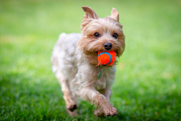 Yorkshire Terrier Carrying an Orange Ball