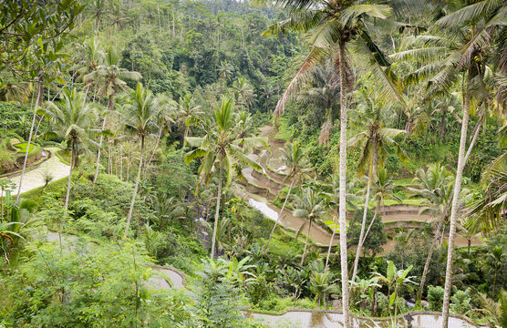 Fototapeta Valley view at Gunung Kawi, Bali showing rice paddy terraces and palm trees.