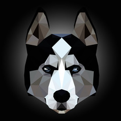Low poly triangular husky dog face on dark background, symmetrical vector illustration isolated.  Polygonal style trendy modern logo design. Suitable for printing on a t-shirt.