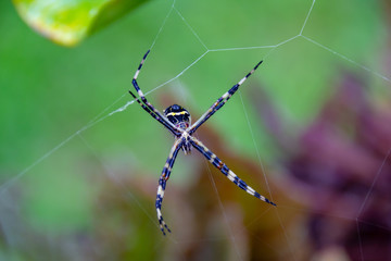 spider on a web