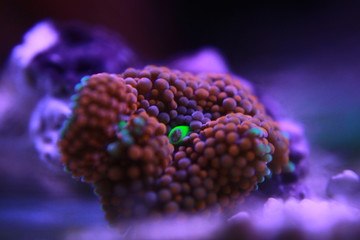 Ricordea mushroom is one of the most beautiful mushroom corals in the aquatic world   © Kolevski.V