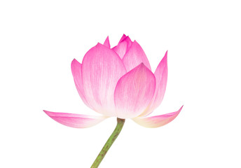 Beautiful pink lotus isolated on white background