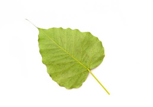 Green bothi leaf (Pho leaf, bo leaf) isolated on white background