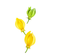 Top view Ylang-Ylang flower,Yellow fragrant flower on white background