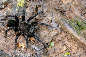 Amazon Tarantula