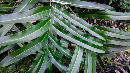 Obraz premium Line and shodow bright green leaves in the garden