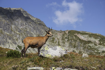 Chamois standing in front of the mountains