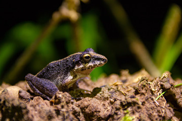 Frog at Night