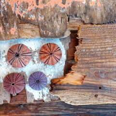 colorful sea urchins shells on wet old wooden background