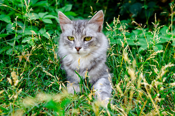 gray fluffy cat in green foliage