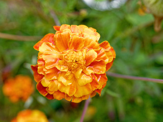 vibrant orange marigold wet flower in the garden