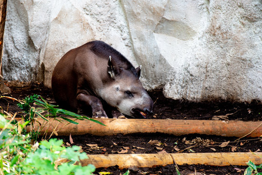 獏-Bilder: Stock-Fotos & -Videos. | Adobe Stock