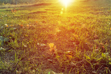 Obraz na płótnie Canvas Autumn leaves on grass in sunny morning light.