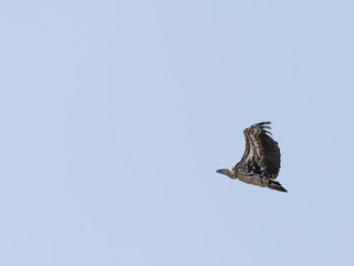 Vulture flying in Serengeti